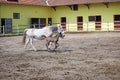 Lipizzaner foal running Royalty Free Stock Photo