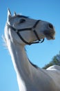 Lipizzaner horse Royalty Free Stock Photo