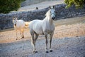 Lipizzaner horse Royalty Free Stock Photo