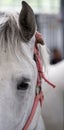 Lipizzaner horse eye