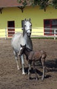 Lipizzaner horse and foal