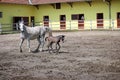 Lipizzaner horse and foal