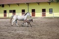 Lipizzaner horse and foal Royalty Free Stock Photo