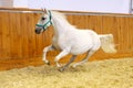 Lipizzaner horse at a gallop in empty arena Royalty Free Stock Photo