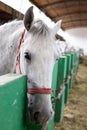 Lipizzaner horse head Royalty Free Stock Photo