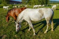 Lipizzaner, a horse of the Lipizzaner breed. Horses eat in a field covered with grass Royalty Free Stock Photo