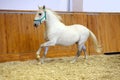 Lipizzaner horse training in empty riding hall Royalty Free Stock Photo