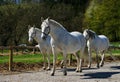 Lipizzaner horses Royalty Free Stock Photo