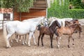 Lipizzaner horses Royalty Free Stock Photo