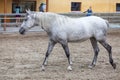 Lipizzaner horses Royalty Free Stock Photo