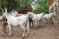 Lipizzaner horses Royalty Free Stock Photo