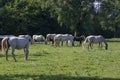 Lipizzaner horses grazing on Lipica pasture, group of beautiful animal from famous horse breeding Royalty Free Stock Photo