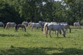 Lipizzaner horses grazing on Lipica pasture, group of beautiful animal from famous horse breeding Royalty Free Stock Photo