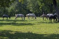 Lipizzaner horses grazing on Lipica pasture, group of beautiful animal from famous horse breeding Royalty Free Stock Photo