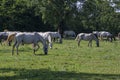 Lipizzaner horses grazing on Lipica pasture, group of beautiful animal from famous horse breeding Royalty Free Stock Photo