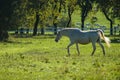 Lipizzaner horses grazing on the meadows. Lipica Stud Farm, Slovenia, October 2016 Royalty Free Stock Photo