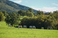 Lipizzaner horses grazing on the meadows. Lipica Stud Farm, Slovenia, October 2016 Royalty Free Stock Photo