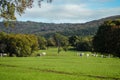 Lipizzaner horses grazing on the meadows. Lipica Stud Farm, Slovenia, October 2016 Royalty Free Stock Photo