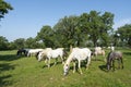 Lipizzaner horses Royalty Free Stock Photo