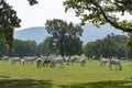 Lipizzaner horses Royalty Free Stock Photo