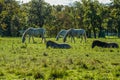 Lipizzaner horses grazing on the meadows. Lipica Stud Farm, Slovenia, October 2016 Royalty Free Stock Photo