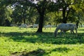 Lipizzaner horses grazing on the meadows. Lipica Stud Farm, Slovenia, October 2016 Royalty Free Stock Photo