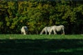 Lipizzaner horses grazing on the meadows. Lipica Stud Farm, Slovenia, October 2016 Royalty Free Stock Photo