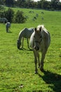 Lipizzaner horses grazing on the meadows. Lipica Stud Farm, Slovenia, October 2016 Royalty Free Stock Photo