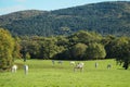 Lipizzaner horses grazing on the meadows. Lipica Stud Farm, Slovenia, October 2016 Royalty Free Stock Photo