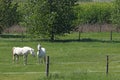 Lipizzaner horses on green field Royalty Free Stock Photo