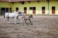 Lipizzaner horses mare and young foal Royalty Free Stock Photo