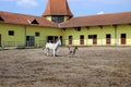 Lipizzaner horses mare and young foal running Royalty Free Stock Photo