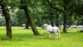 Lipizzaner horses in the meadow Royalty Free Stock Photo