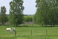 Lipizzaner horses on pasture Royalty Free Stock Photo