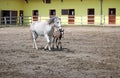 Lipizzaner horses Royalty Free Stock Photo