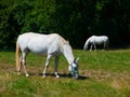 Lipizzaner horses Royalty Free Stock Photo