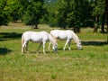 Lipizzaner horses Royalty Free Stock Photo