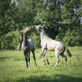 Lipizzaner horses Royalty Free Stock Photo
