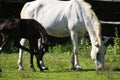 Lipizzaner mare and foal Royalty Free Stock Photo