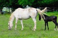 Lipizzaner mare and foal Royalty Free Stock Photo