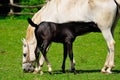 Lipizzaner mare and foal Royalty Free Stock Photo