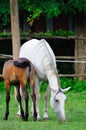 Lipizzaner mare and foal Royalty Free Stock Photo