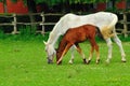 Lipizzaner mare and foal Royalty Free Stock Photo