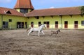 Lipizzaner mare and young foal running Royalty Free Stock Photo