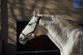 Lipizzaner stallion Royalty Free Stock Photo