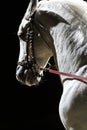 Lipizzaner stallion head shot closeup