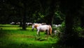 Lipizzaner white horse Royalty Free Stock Photo