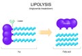 Lipolysis. Triglyceride Breakdown Royalty Free Stock Photo