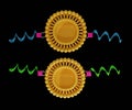 liposome fusion induced by peptides interaction