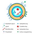 Liposomes Drug Delivery System Sheme